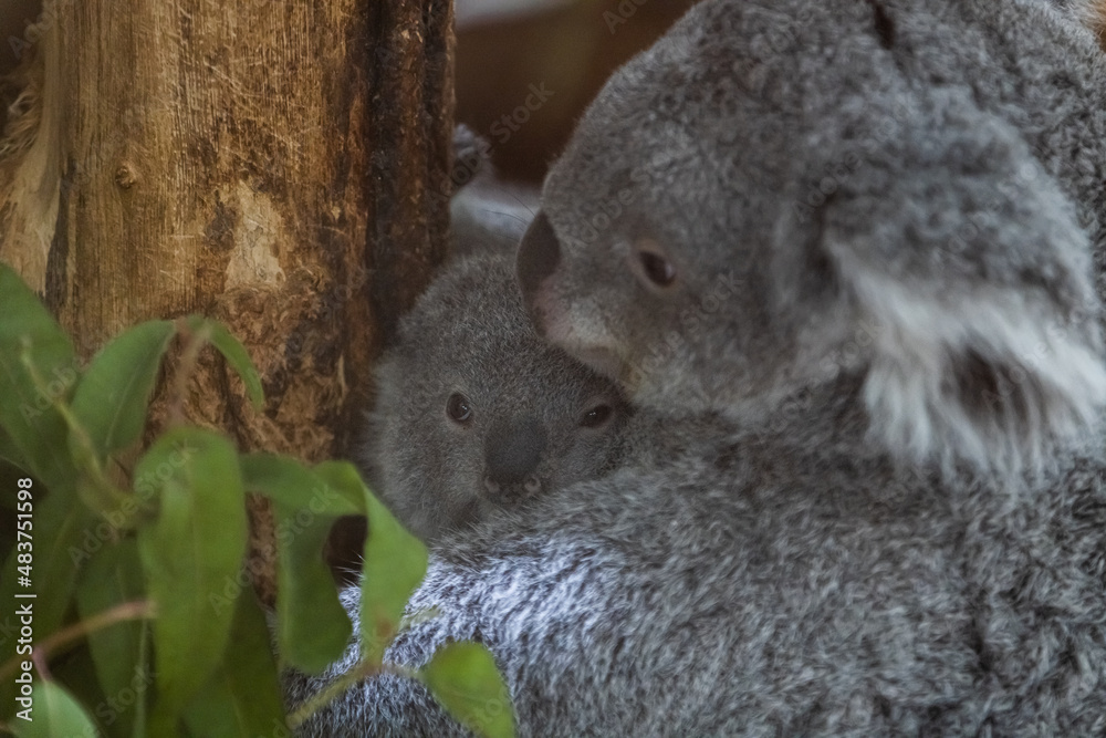 A baby koala and its mother walk in a tree