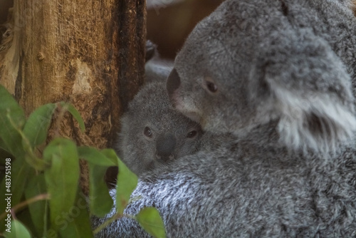Obraz na płótnie A baby koala and its mother walk in a tree w salonie
