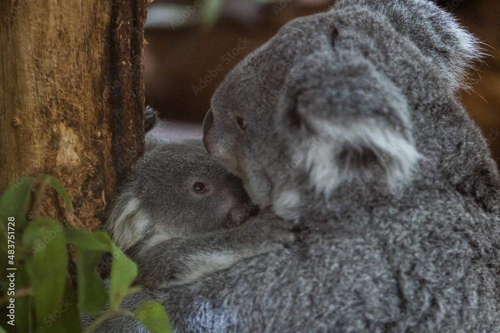 A baby koala and its mother walk in a tree