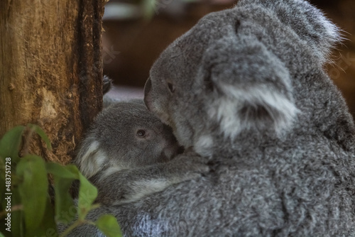 A baby koala and its mother walk in a tree