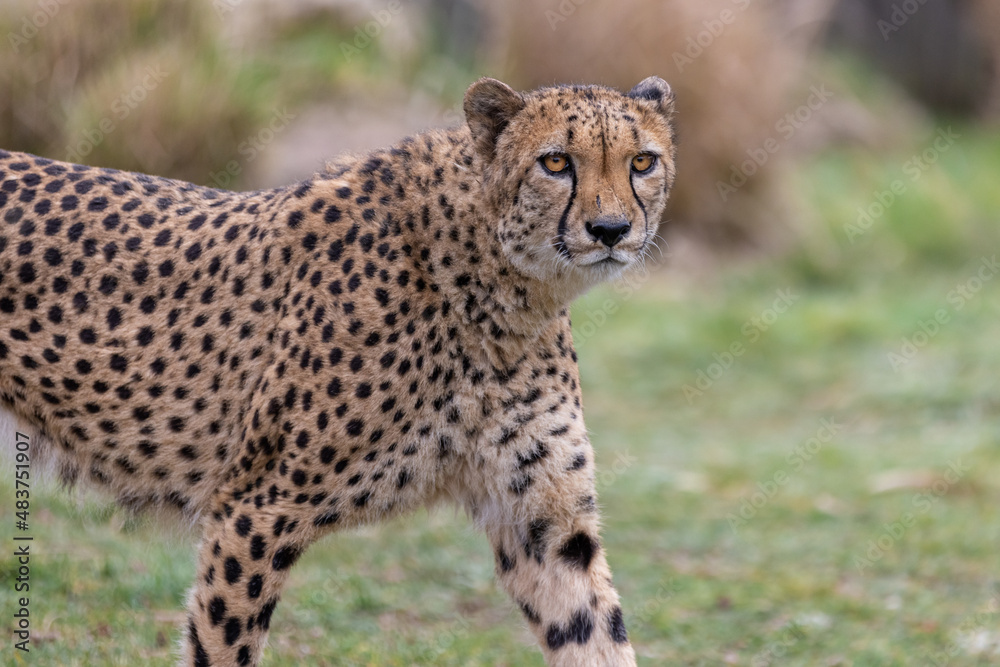 Portrait of a cheetah in the meadow Portrait of a cheetah in the meadow