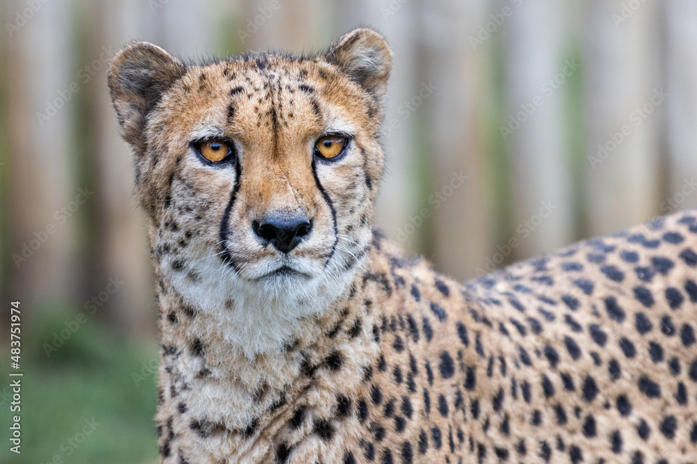 Portrait of a cheetah in the meadow