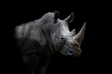 Portrait of a white rhino with a black background
