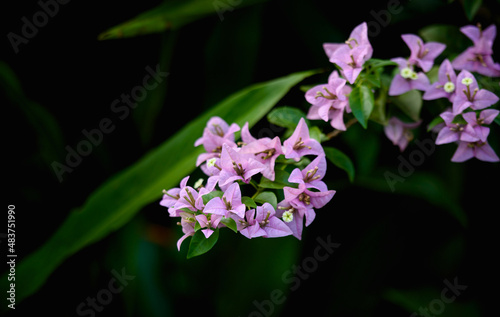 purple Bougainvillea in the garden