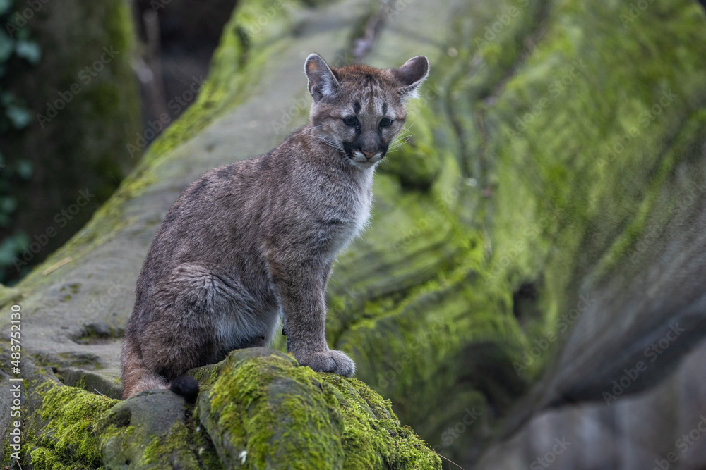 Portrait of a puma in the forest