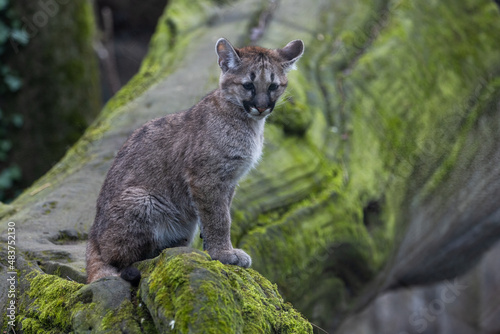 Obraz na płótnie Portrait of a puma in the forest w salonie