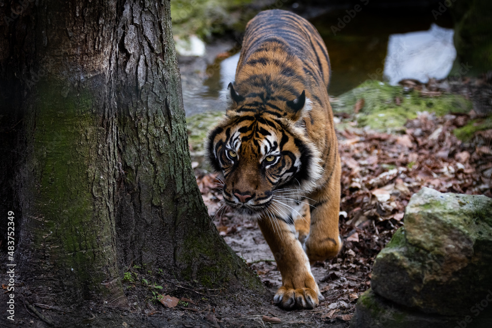 Portrait of a tiger in the forest