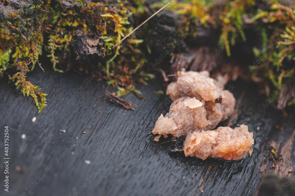 Tremella encephala is a species of fungus producing pink, brain-like, gelatinous basidiocarps, fruit bodies Tremella encephala is a species of fungus producing pink, brain-like, gelatinous basidiocarps, fruit bodies