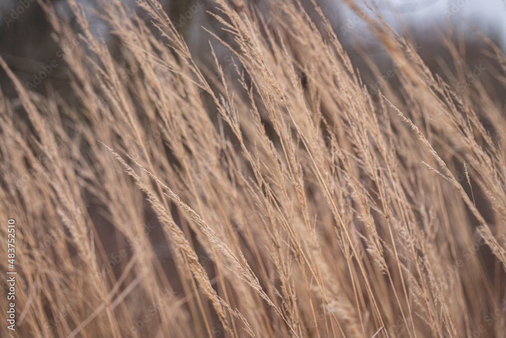 Obraz premium Grass outdoor. Abstract background with trendy dry reed. Soft focus, blurred background