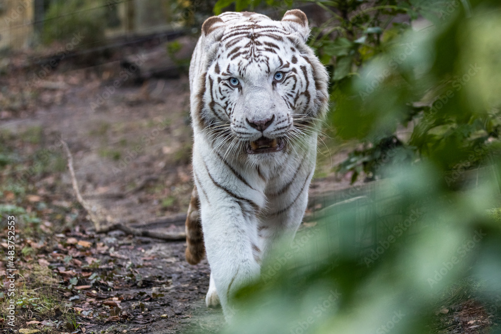 Portrait of a withe tiger in the forest