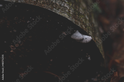 Schizophyllum commune fungus on wood photo