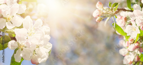 Spring Banner with flowers. White blossoms on abstract spring bokeh and sunlight