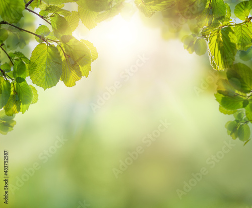 Nature view of green leaves on blurred greenery background in garden and sunlight with copy space using as background natural green plants landscape, ecology, fresh wallpaper concept.