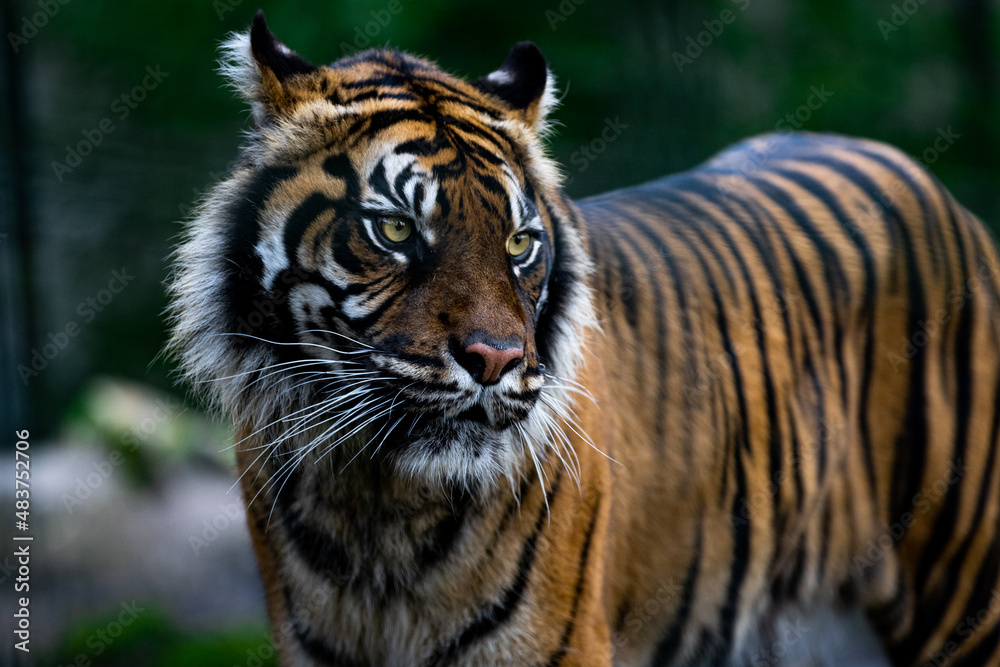 Obraz premium Portrait of a tiger in the forest