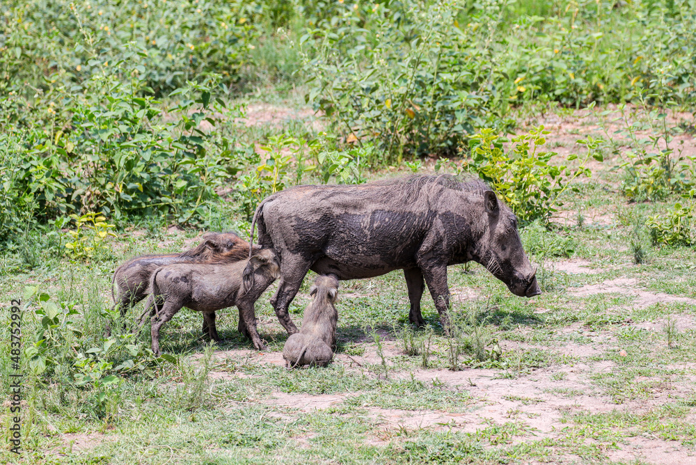 Fototapeta premium Three Warthog hoglets suckling from their mother as she feeds in the Waterberg Region of South Africa.