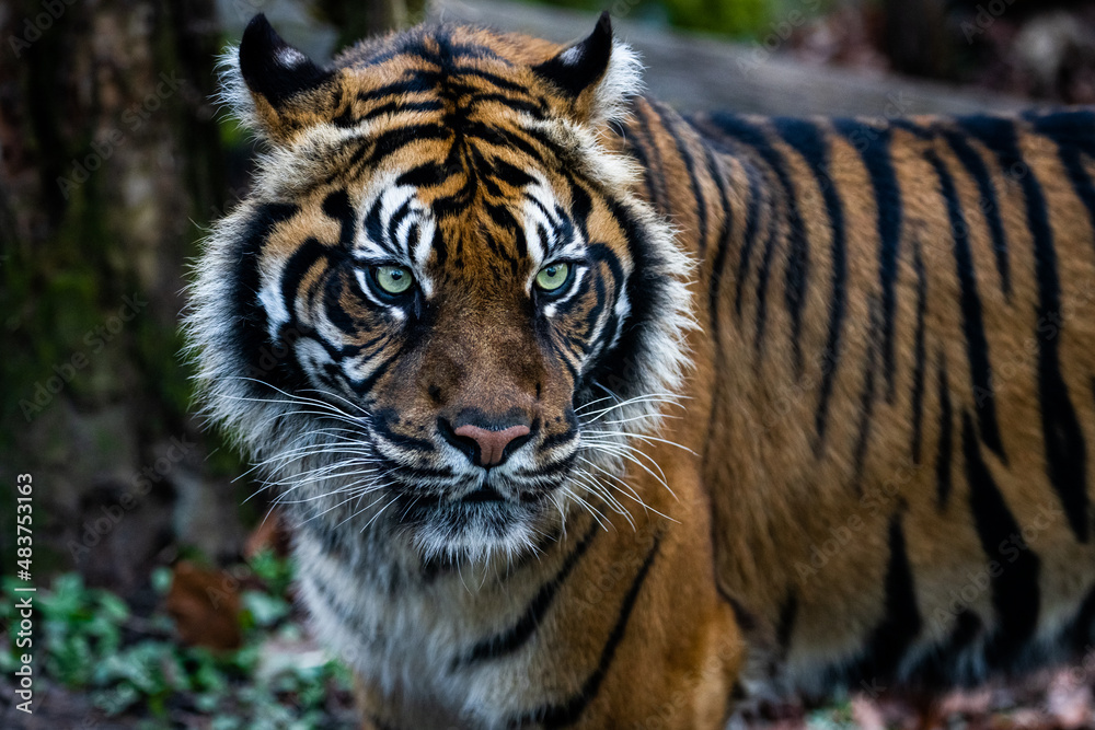 Portrait of a tiger in the forest