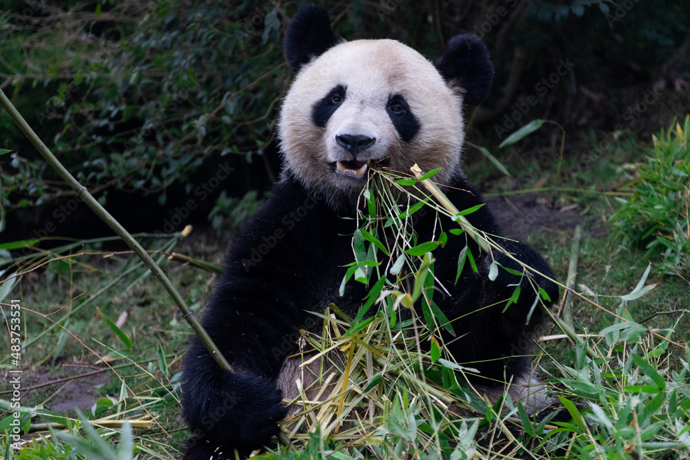 Panda eating bamboo in the forest