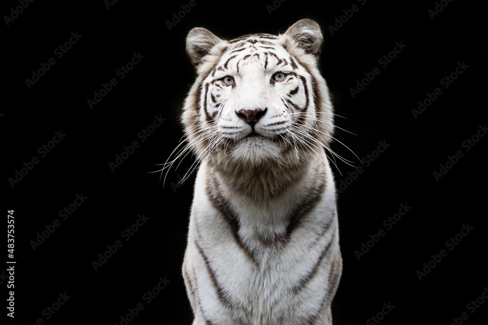 Portrait of a withe tiger with a black background