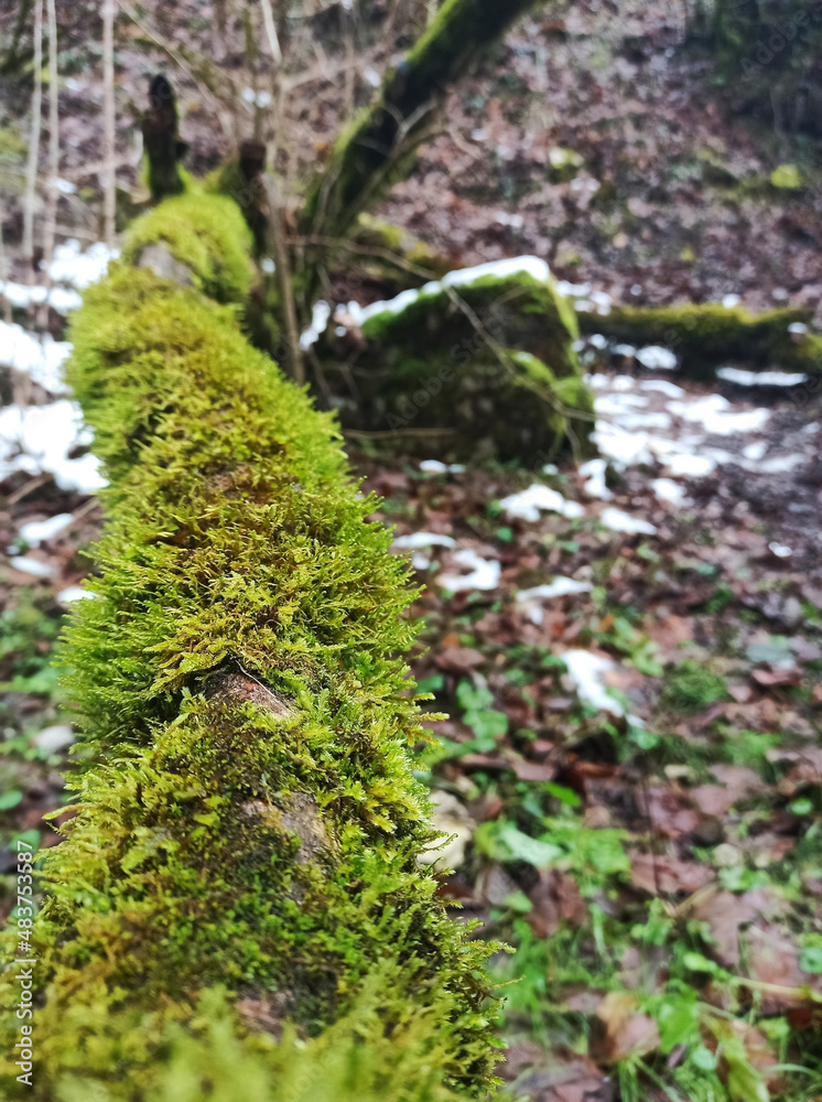 Obraz premium Tree trunk overgrown with green moss