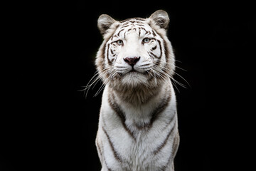 Poster Zwart Witte tijger op zwarte achtergrond  © AB Photography