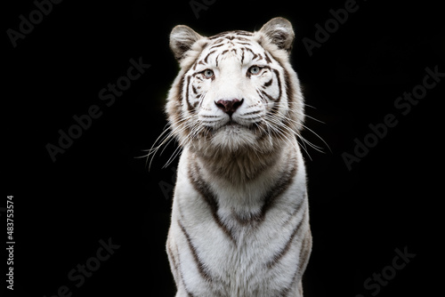Obraz na płótnie Portrait of a withe tiger with a black background w salonie