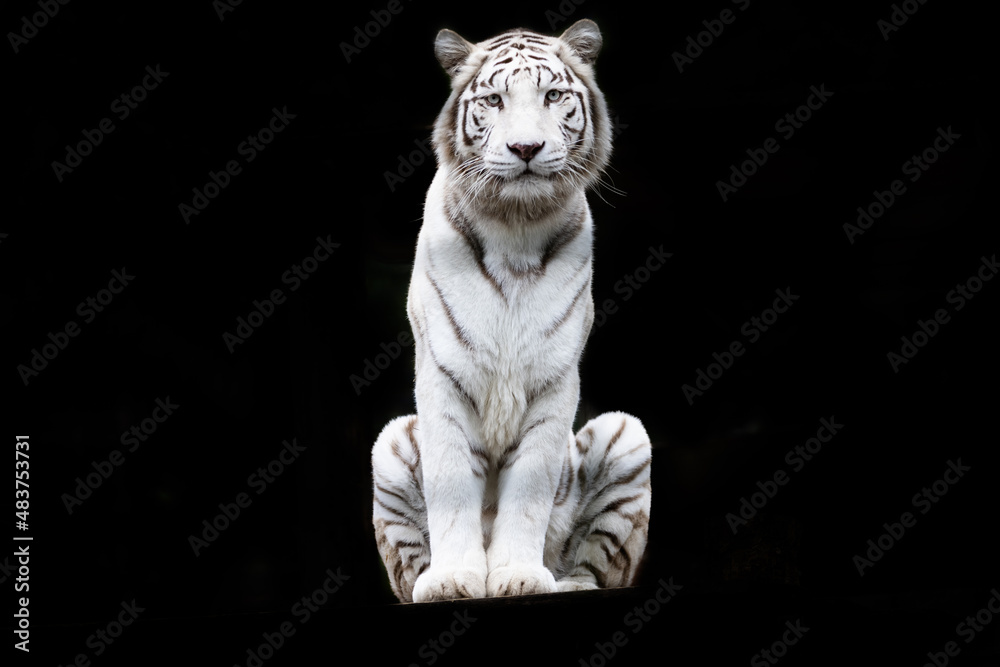 Portrait of a withe tiger with a black background