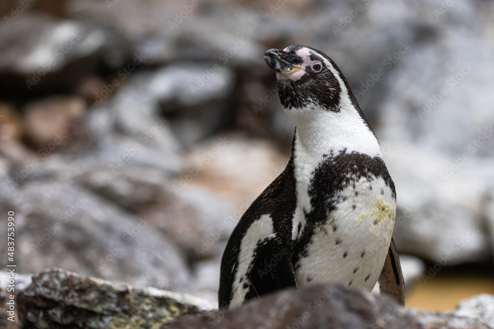 Portrait of a cape penguin in the beach