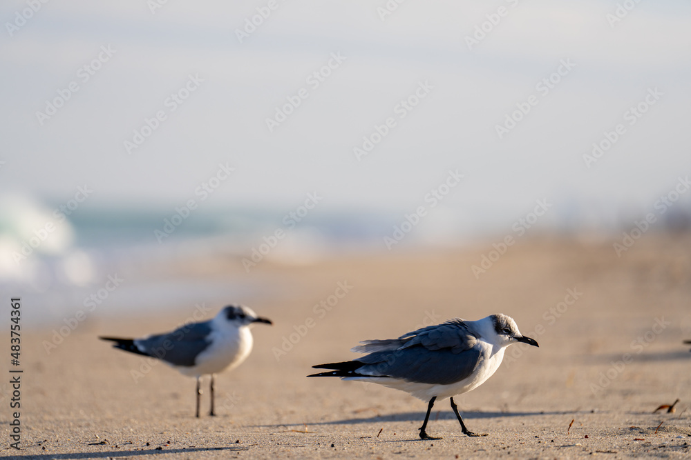 Closeup photo of seagulls walking on the sand Closeup photo of seagulls walking on the sand