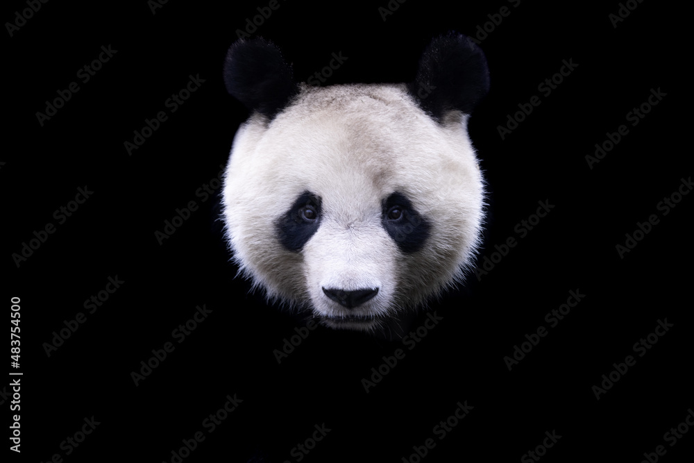 Panda with a black background
