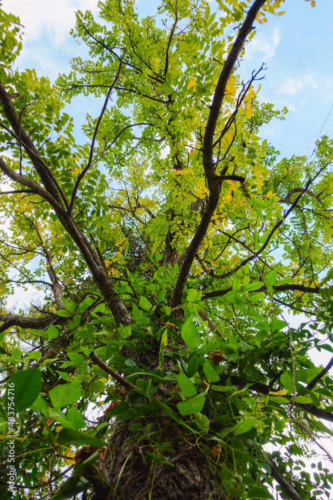 Fototapeta premium Big fresh green leaves in the view below in the middle of nature