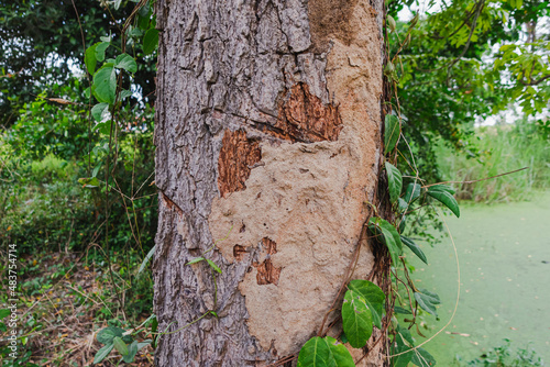 termite nest is attached to a large tree in the middle of nature