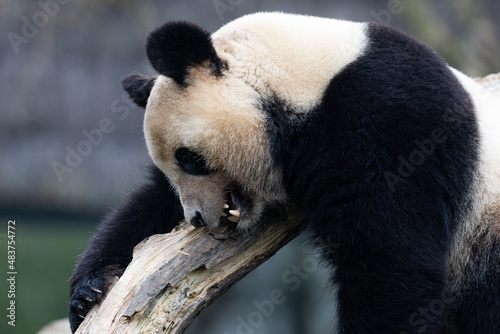 Obraz na płótnie Portrait of a panda in the meadow w salonie
