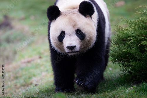 Portrait of a panda in the meadow