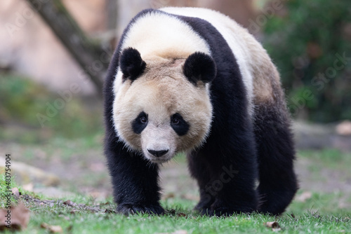 Portrait of a panda in the meadow photo
