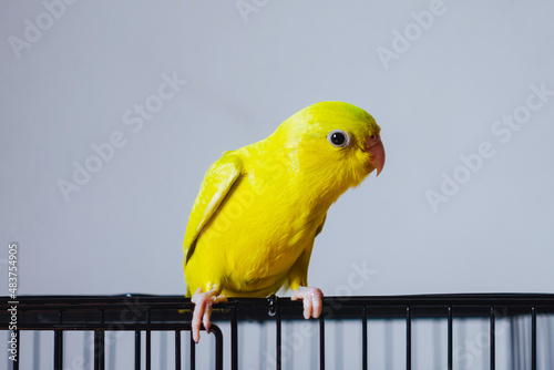 forpus parrot perched on a black iron cage stood