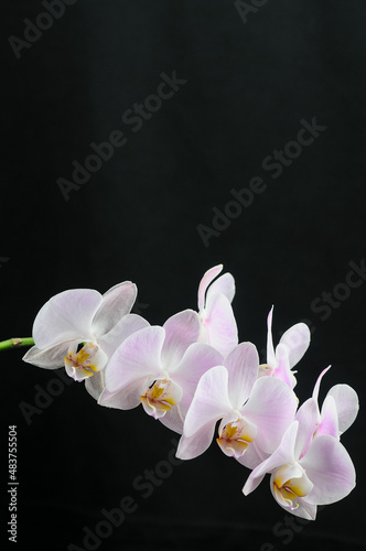 beautiful gently pink phalaenopsis orchid large branch on a black background 