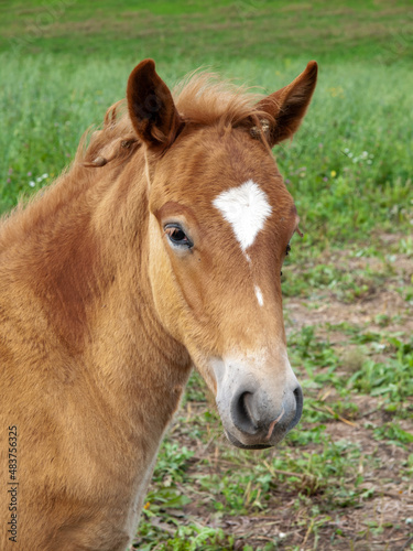 portrait of a red foal on a green meadow