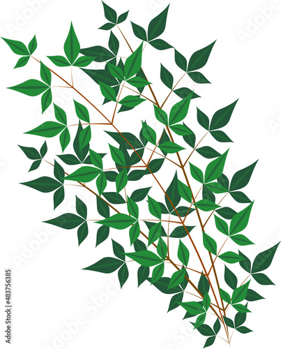 深い緑の涼しげな南天の葉のイラスト