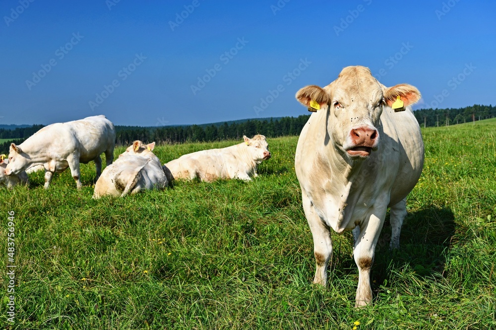 Herd of cows on a green field with blue sky and sun. Colorful nature background with animals. Herd of cows on a green field with blue sky and sun. Colorful nature background with animals.