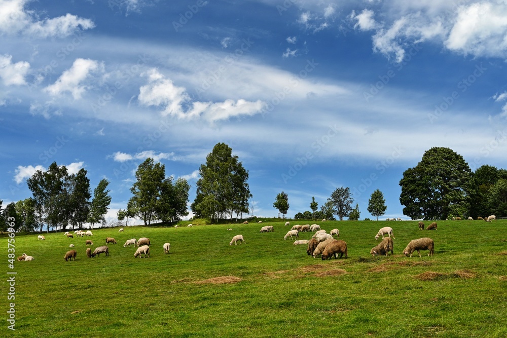 Obraz premium Herd of sheep on a green field with blue sky and sun.
