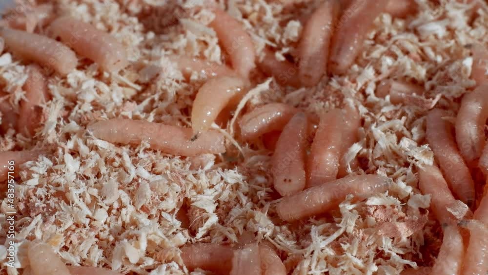 Many crawling maggots in a small amount of sawdust. Many crawling maggots in a small amount of sawdust.