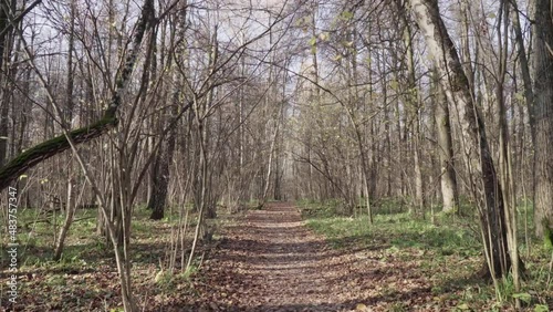 Wallpaper Mural Road through the autumn forest Torontodigital.ca