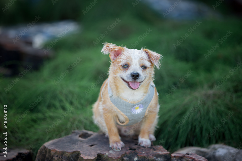 Close up chihuahua puppy dog nature background. Close up chihuahua puppy dog nature background.