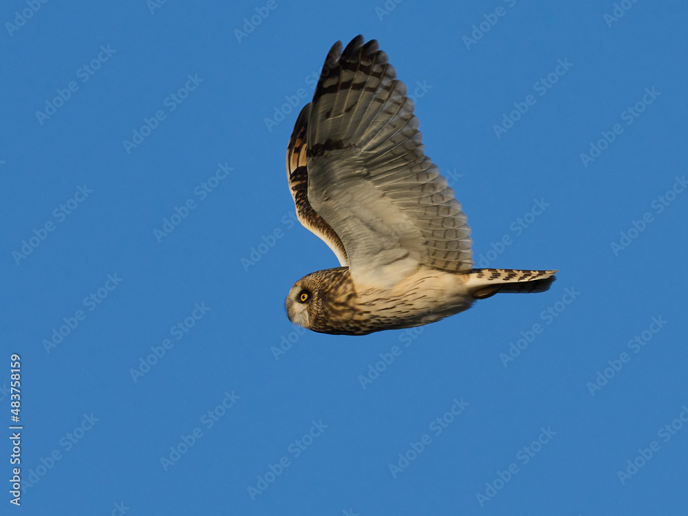 Fototapeta premium Short-eared owl (Asio flammeus)