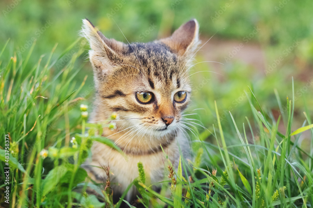 Small striped scared kitten in the garden in the grass