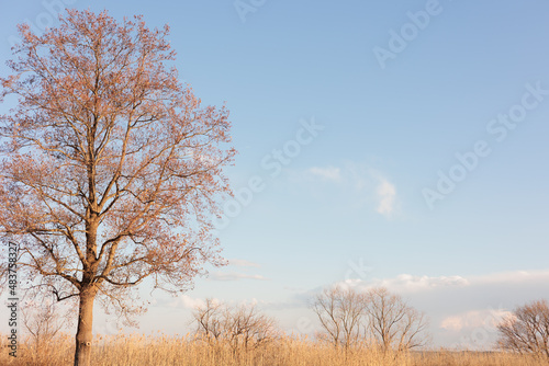 青空と大きな一本の木 