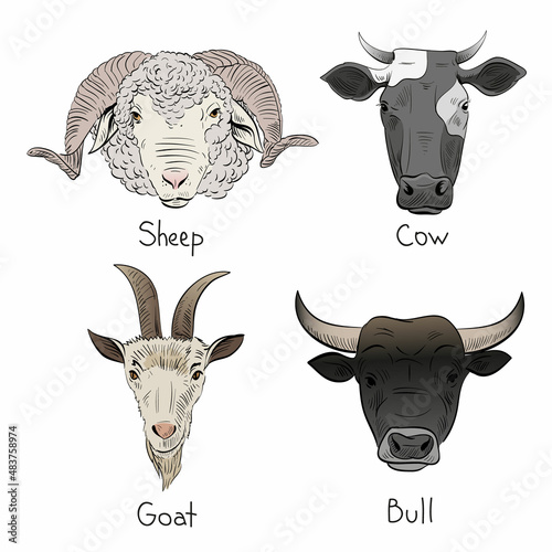 Set of hand drawn farm animals, vector illustration