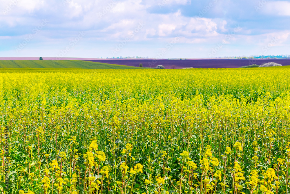 Farmland with rapeseed during flowering. Yellow rapeseed flowers in the field