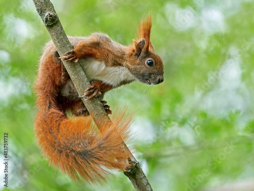 Tapety artystyczne Eurasian red squirrel 