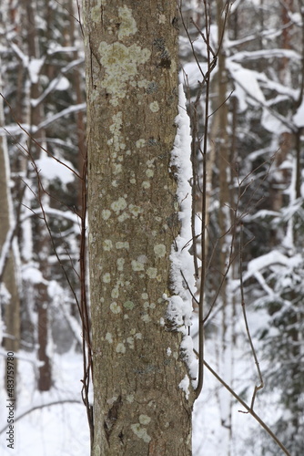 Picturesque winer forest. Fabulous snowy wonderland. Magic beautiful scenic view of pines and spruce trees covered with snow. Cold frosty nature. Wonderful hibernal fairy tale panoramic landscape. photo